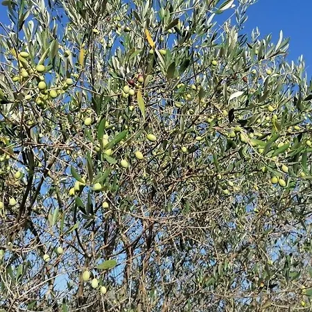 Lejlighed Podere Scopicci